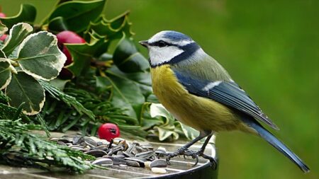 Savez-vous reconnaître les six espèces de mésanges qui viennent dans votre jardin ?