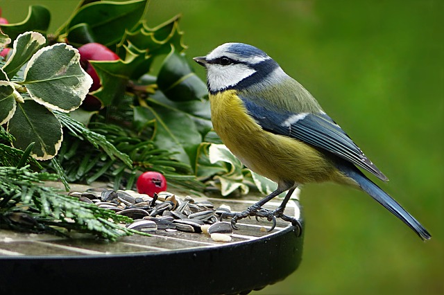 Une mésange bleue (Pixabay)