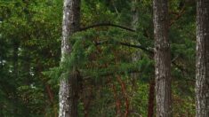 Loire : l’arbre le plus haut de France se trouve à Renaison