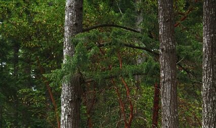 Loire : l’arbre le plus haut de France se trouve à Renaison