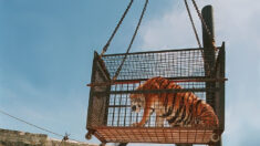 Fort Boyard : fini les tigres dans le jeu télévisé, qui a constaté une « évolution des mentalités »