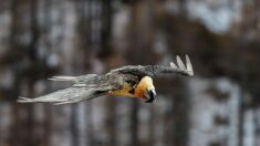 Vercors : un couple de gypaètes barbus réussit à pondre, une première depuis près de 100 ans dans la nature