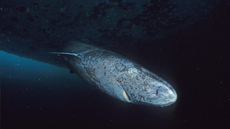 Généralement, les requins du Groenland s'observent entre 200 et 400 mètres de profondeur. (Crédit : Hemming1952)