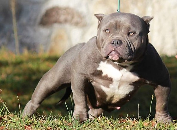 Les deux chiens qui ont attaqué l'enfant sont des bouledogues de race "american bully". (crédit : American Bully Europa)