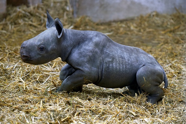 Image d'illustration : un bébé rhinocéros noir. (NICOLAS TUCAT/AFP via Getty Images)