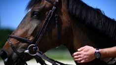 Haute-Loire : il décide de se rendre au travail à cheval pour faire face à la flambée du prix des carburants