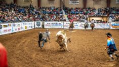 Le geste héroïque d’un père en vidéo : il saute dans l’arène en plein rodéo pour protéger son fils inconscient