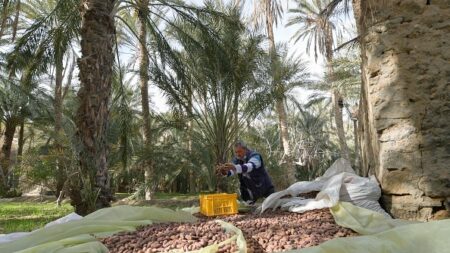 En Tunisie, cuisine nomade et innovation pour revivifier une oasis