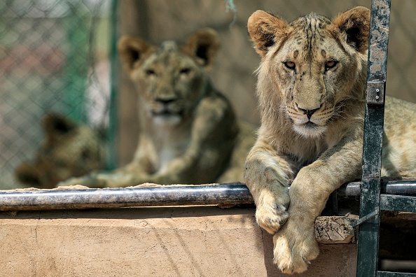 - Kandaka la lionne était autrefois malade et émaciée, mais grâce aux passionnés de la faune, elle prospère maintenant dans une réserve en regardant ses petits grandir, Khartoum, le 28 février 2022. Photo par ASHRAF SHAZLY / AFP via Getty Images.