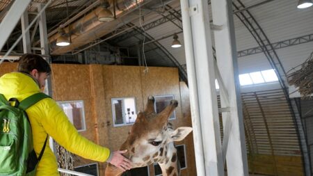 Le plus grand zoo d’Ukraine piégé près de la ligne de front