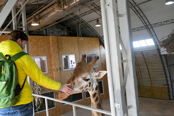 -Un visiteur caresse une girafe au zoo de Mykolaïv, dans le sud de l'Ukraine le 22 mars 2022.  Photo de BULENT KILIC/AFP via Getty Images.