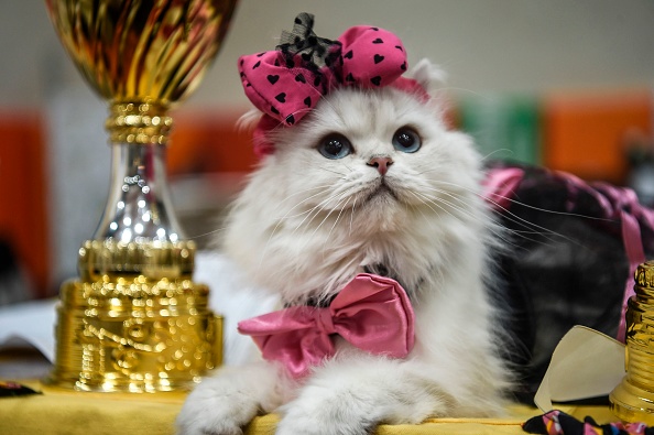 Un chat et ses trophées dans une compétition de la Fédération internationale féline. (OZAN KOSE / AFP) (Photo by OZAN KOSE/AFP via Getty Images)