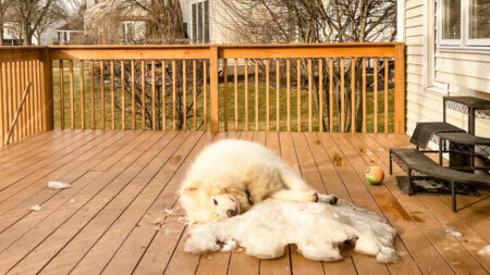 [Vidéo] Un malamute de l’Alaska pleure la fin de l’hiver en refusant de quitter le dernier tas de neige