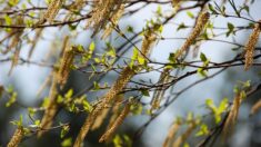 Allergies : les émissions de pollen de bouleau commencent, rimant avec printemps et beau temps