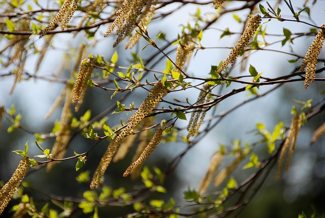 La saison des allergies commence avec le début des émissions de pollen de bouleau. (Pixabay)