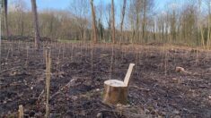 Des dizaines d’arbres tronçonnés dans le bois de Vincennes pour créer des enclos de reboisement