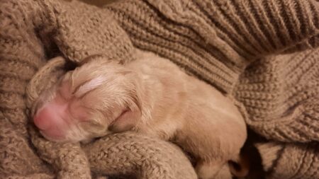 En Gironde, Florine sauve un chiot nouveau-né d’une mort certaine et finit par l’adopter après l’avoir nourri au biberon