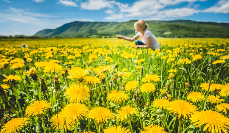 Cette plante vivace était autrefois appréciée pour ses usages variés, tels que : les fleurs pour le vin, les feuilles pour la cuisine et les racines pour les remèdes médicinaux. (Benoit Daoust/Shutterstock)