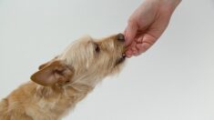 Quels sont les aliments dangereux pour les chiens ?