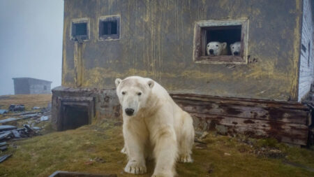 Un photographe découvre une meute d’ours polaires vivant dans d’anciennes habitations soviétiques