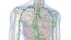 D’une importance cruciale et presque ignoré : le flux lymphatique