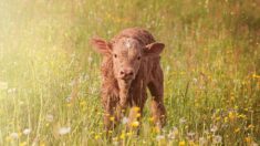 Un veau échappe d’un abattoir grâce à sa trop petite taille et se retrouve adopté