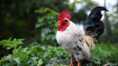 Le chant d’un coq qui gêne un voisin devant le tribunal de Tarbes