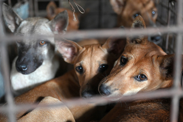 (Photo : TANG CHHIN SOTHY/AFP via Getty Images)