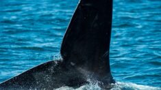 Un mammifère marin long d’environ 10 mètres observé dans la Seine, dans l’estuaire du Havre