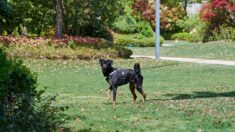 Savoie : son chien récidive et mord une octogénaire en pleine rue, elle écope d’une amende de 400 euros