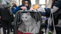 Le chat Miky adopté à Strasbourg : il avait été recueilli par des Ukrainiens après la mort de ses propriétaires