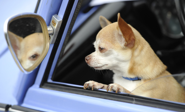 Un chien chihuahua. (Matthias Rietschel/Getty Images)