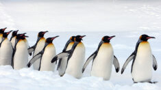 Partez travailler en Antarctique compter les manchots dans une station scientifique