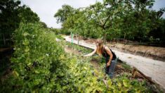 [Vidéo] À 19 ans, Éloïse travaille 7 jours sur 7 à la ferme familiale qu’elle gère avec son père  : « C’est un super métier »