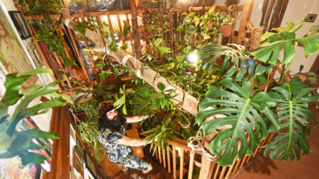 Tarzan en chair et en os : un amoureux des plantes dépense plus de 24.000 € pour transformer sa maison en jungle