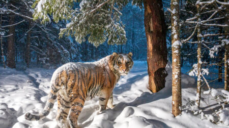 Un photographe capture l’image incroyable d’un tigre de Sibérie, espèce rare et menacée