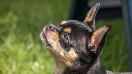 Défi TikTok : elle tue le chihuahua de sa sœur en le mettant dans un sèche-linge