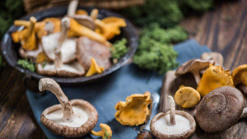 Les champignons ont une histoire ancienne et sont reconnus depuis longtemps pour leur vertu médicinale. Les chercheurs continuent à leur trouver de nouvelles qualités. (Marcin Jucha/Shutterstock)