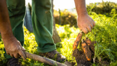 Selon un sondage, 52 % des Canadiens cultivent des aliments à la maison