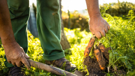 Selon un sondage, 52 % des Canadiens cultivent des aliments à la maison