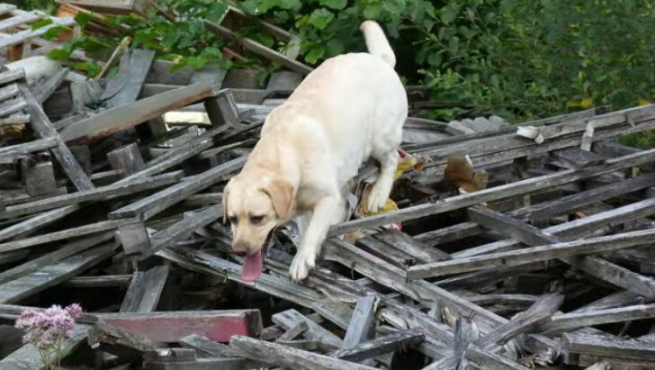 Fidji était une chienne de recherche exceptionnelle. (Protection civile de Haute-Saône)