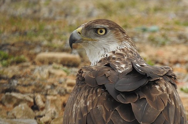 Aigle de Bonelli, une espèce rare en danger. (Photo : crédit wikimedia :T. R. Shankar Raman)