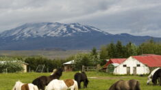 Des chevaux islandais pour répondre à vos mails pendant vos congés