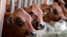 Mobilisation dans l’Oise pour l’éleveur condamné pour le bruit et l’odeur de ses vaches