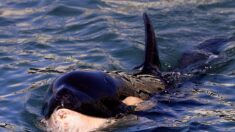 Égarée dans la Seine et loin de la mer, une orque se trouve en très grande difficulté