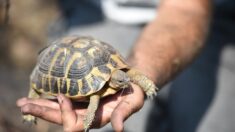 Après le Mont-Ventoux, la plaine des Maures ? Vers un 10e parc naturel régional en Paca