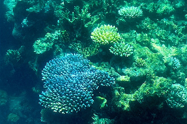 La Grande Barrière de Corail a de nouveau été frappée par un blanchissement "généralisé", ont déclaré les autorités le 18 mars 2022. Photo de GLENN NICHOLLS/AFP via Getty Images.