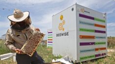 En Israël, des ruches robotisées pour préserver les abeilles