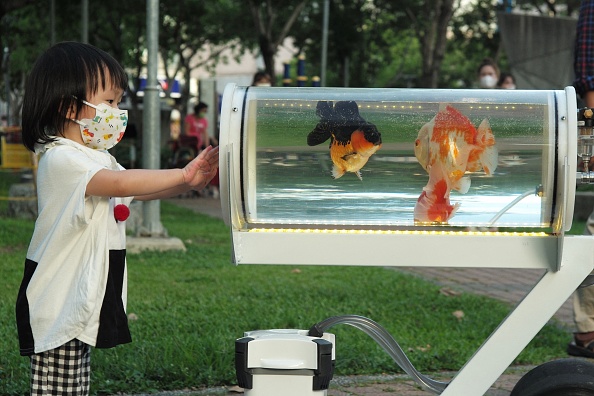 Une fillette regarde la poussette aquarium  de Jerry Huang dans un parc de Taichung, au centre de Taïwan, le 19 mai 2022. (Photo : Sam Yeh / AFP via Getty Images)