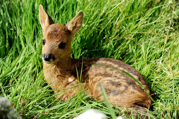 Un petit faon est couché dans l'herbe. (FRED TANNEAU/AFP via Getty Images)